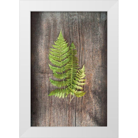 Woodland Fern III White Modern Wood Framed Art Print by Schlabach, Sue