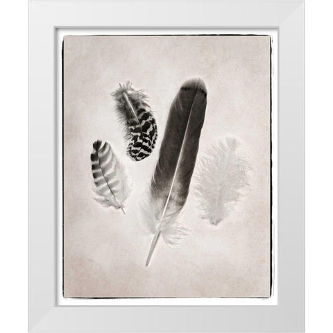 Feather Group I BW White Modern Wood Framed Art Print by Van Swearingen, Debra