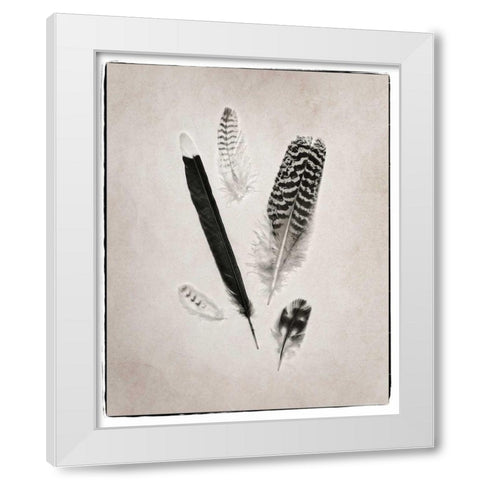 Feather Group II BW White Modern Wood Framed Art Print by Van Swearingen, Debra