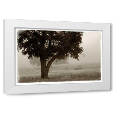 Calm Mist no Limb White Modern Wood Framed Art Print by Van Swearingen, Debra