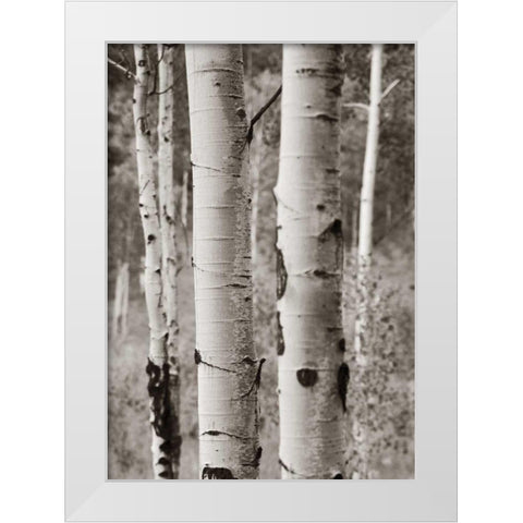 Aspens II White Modern Wood Framed Art Print by Van Swearingen, Debra