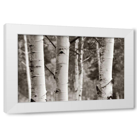 Aspens  IV White Modern Wood Framed Art Print by Van Swearingen, Debra