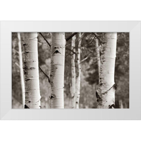 Aspens  IV White Modern Wood Framed Art Print by Van Swearingen, Debra