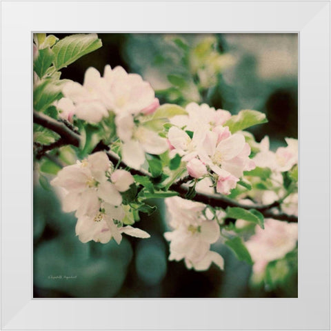 Apple Blossoms I Crop White Modern Wood Framed Art Print by Urquhart, Elizabeth