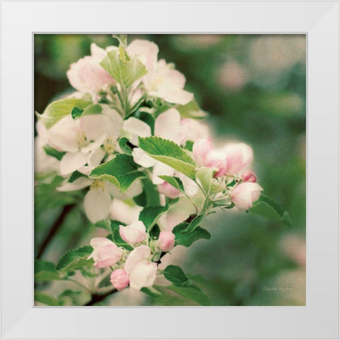 Apple Blossoms II Crop White Modern Wood Framed Art Print by Urquhart, Elizabeth