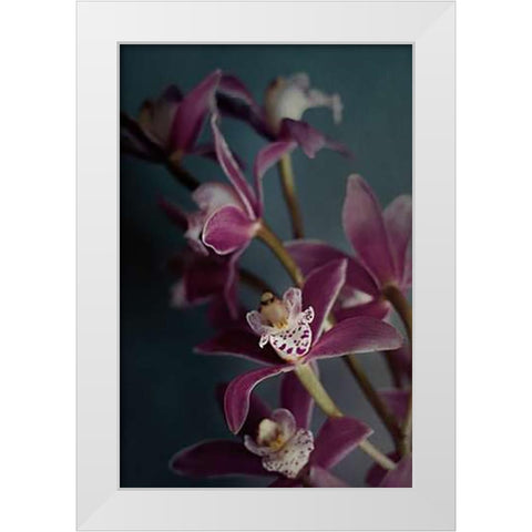 Dark Orchid IV v.2 White Modern Wood Framed Art Print by Urquhart, Elizabeth