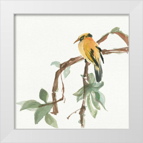 Black Napped Oriole White Modern Wood Framed Art Print by Paschke, Chris