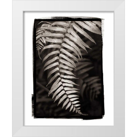 Fern II v2 White Modern Wood Framed Art Print by Van Swearingen, Debra