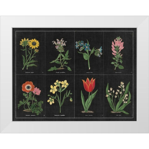 Botanical on Black Chart I White Modern Wood Framed Art Print by Wild Apple Portfolio