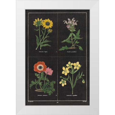 Botanical on Black Chart II White Modern Wood Framed Art Print by Wild Apple Portfolio