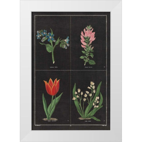Botanical on Black Chart III White Modern Wood Framed Art Print by Wild Apple Portfolio