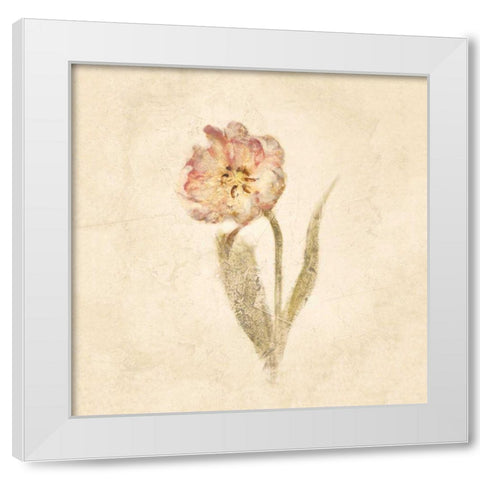 May Wonder Tulip on White Crop White Modern Wood Framed Art Print by Blum, Cheri