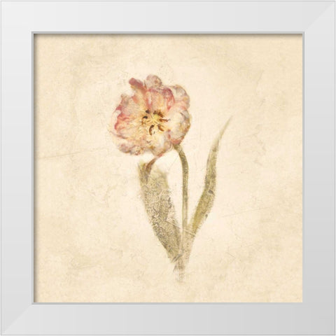 May Wonder Tulip on White Crop White Modern Wood Framed Art Print by Blum, Cheri