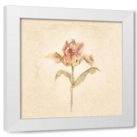 Zoomer Schoon Tulip on White Crop White Modern Wood Framed Art Print by Blum, Cheri