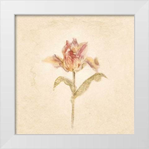 Zoomer Schoon Tulip on White Crop White Modern Wood Framed Art Print by Blum, Cheri