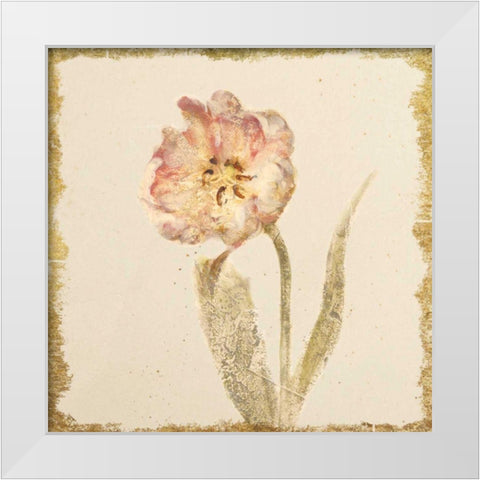 Vintage May Wonder Tulip Crop White Modern Wood Framed Art Print by Blum, Cheri