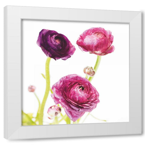 Spring Ranunculus I White Modern Wood Framed Art Print by Marshall, Laura