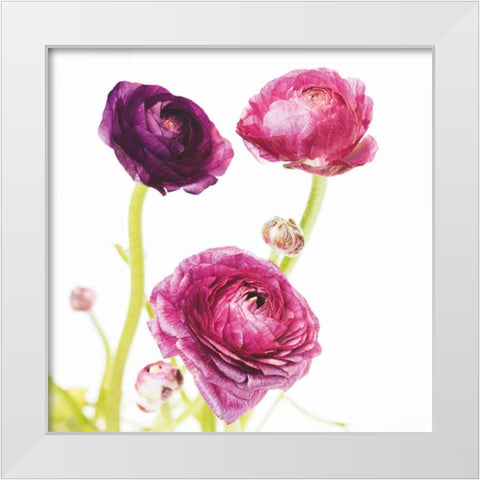 Spring Ranunculus I White Modern Wood Framed Art Print by Marshall, Laura