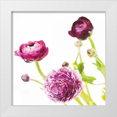 Spring Ranunculus II White Modern Wood Framed Art Print by Marshall, Laura