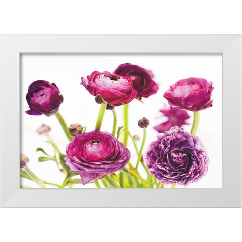 Spring Ranunculus III White Modern Wood Framed Art Print by Marshall, Laura