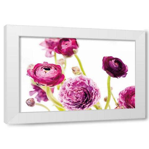 Spring Ranunculus IV White Modern Wood Framed Art Print by Marshall, Laura