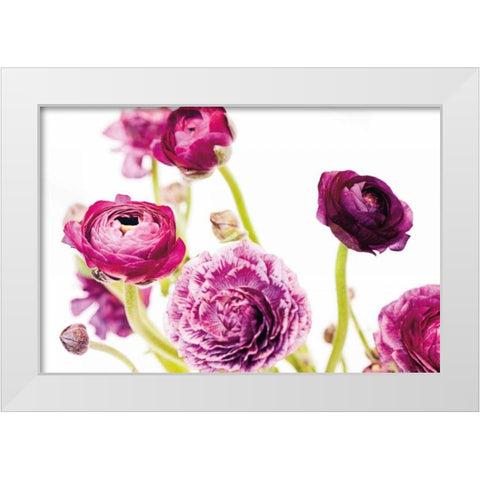 Spring Ranunculus IV White Modern Wood Framed Art Print by Marshall, Laura