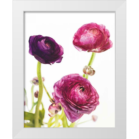 Spring Ranunculus V White Modern Wood Framed Art Print by Marshall, Laura