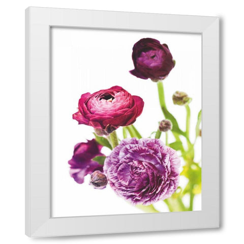 Spring Ranunculus VI White Modern Wood Framed Art Print by Marshall, Laura