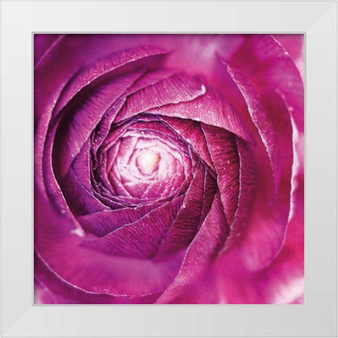 Ranunculus Abstract I Color White Modern Wood Framed Art Print by Marshall, Laura