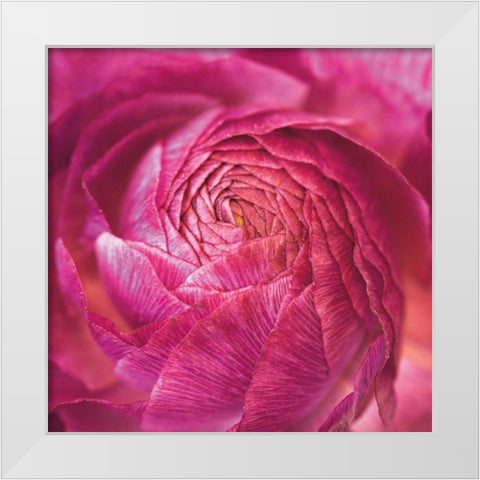 Ranunculus Abstract II Color White Modern Wood Framed Art Print by Marshall, Laura