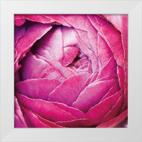 Ranunculus Abstract III Color White Modern Wood Framed Art Print by Marshall, Laura