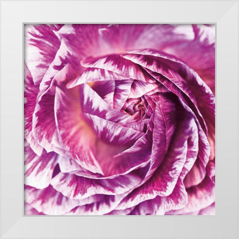 Ranunculus Abstract IV Color White Modern Wood Framed Art Print by Marshall, Laura