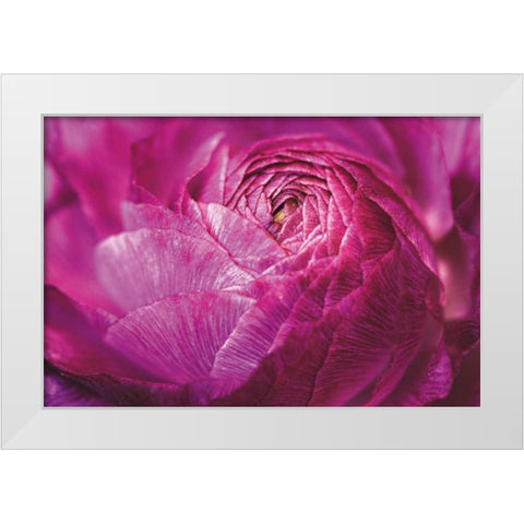 Ranunculus Abstract V Color White Modern Wood Framed Art Print by Marshall, Laura