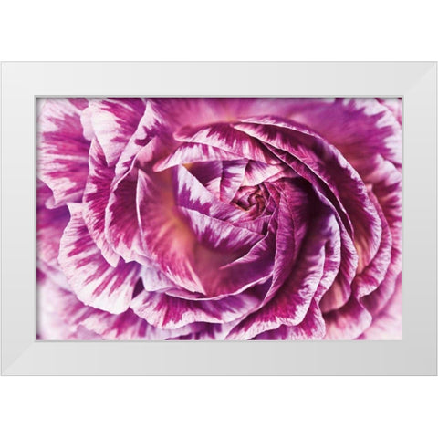Ranunculus Abstract VI Color White Modern Wood Framed Art Print by Marshall, Laura