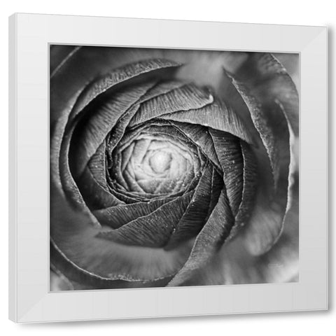 Ranunculus Abstract I BW White Modern Wood Framed Art Print by Marshall, Laura