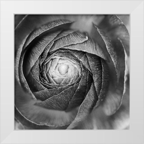 Ranunculus Abstract I BW White Modern Wood Framed Art Print by Marshall, Laura