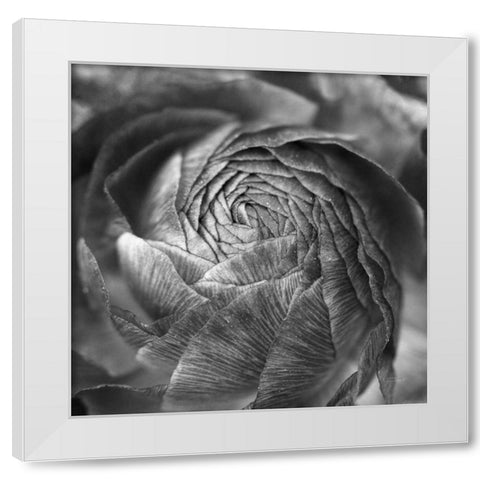 Ranunculus Abstract II BW White Modern Wood Framed Art Print by Marshall, Laura
