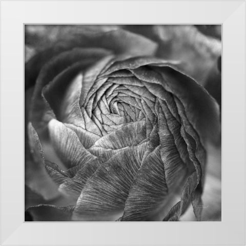 Ranunculus Abstract II BW White Modern Wood Framed Art Print by Marshall, Laura
