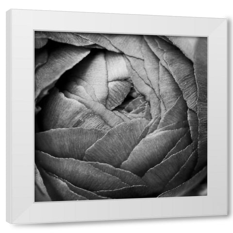 Ranunculus Abstract III BW White Modern Wood Framed Art Print by Marshall, Laura