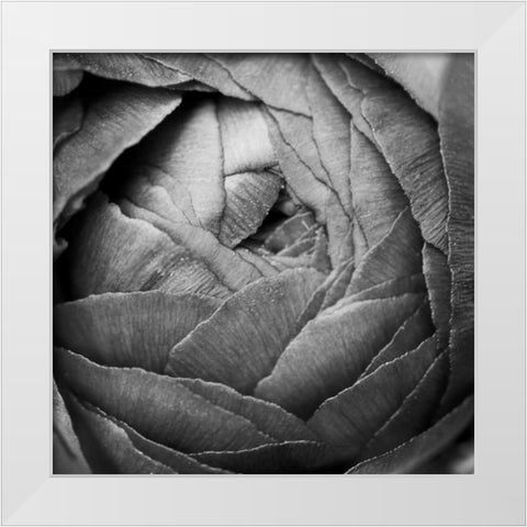 Ranunculus Abstract III BW White Modern Wood Framed Art Print by Marshall, Laura