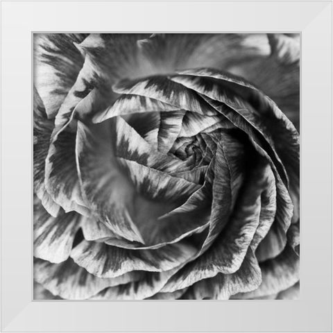 Ranunculus Abstract IV BW White Modern Wood Framed Art Print by Marshall, Laura