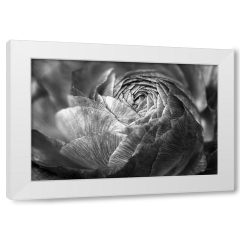 Ranunculus Abstract V BW White Modern Wood Framed Art Print by Marshall, Laura