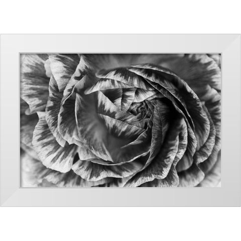 Ranunculus Abstract VI BW White Modern Wood Framed Art Print by Marshall, Laura