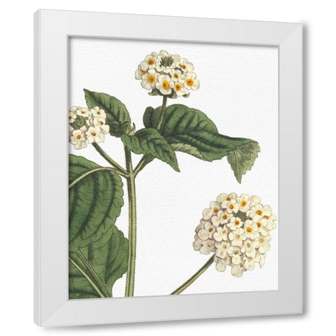 Botanique Bleu I on White no Words White Modern Wood Framed Art Print by Wild Apple Portfolio