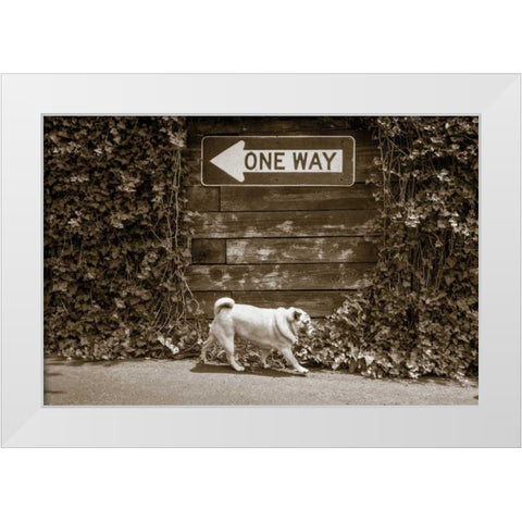 Which Way White Modern Wood Framed Art Print by Dratfield, Jim