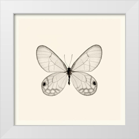 Butterfly I BW Crop White Modern Wood Framed Art Print by Van Swearingen, Debra