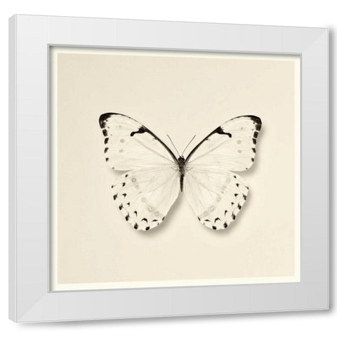 Butterfly II BW Crop White Modern Wood Framed Art Print by Van Swearingen, Debra