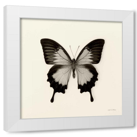 Butterfly III BW Crop White Modern Wood Framed Art Print by Van Swearingen, Debra