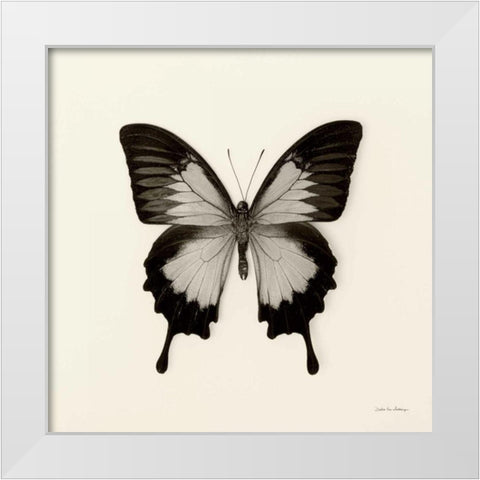 Butterfly III BW Crop White Modern Wood Framed Art Print by Van Swearingen, Debra