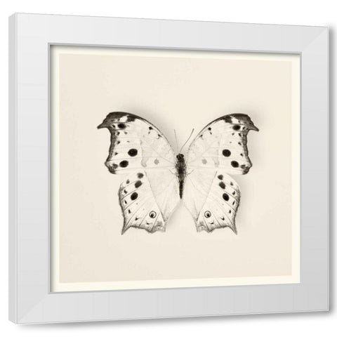 Butterfly IV BW Crop White Modern Wood Framed Art Print by Van Swearingen, Debra